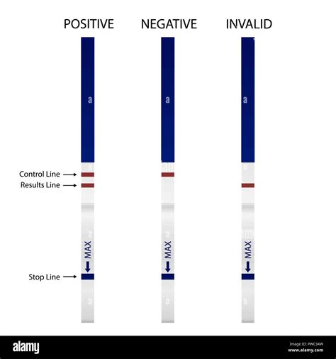 negative pregnancy urine test